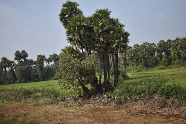 Terra Vegetação Agricultura Indiana Com Vista Fundo — Fotografia de Stock