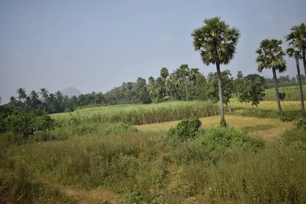 Terres Verdoyantes Agricoles Indiennes Avec Vue Arrière Plan — Photo