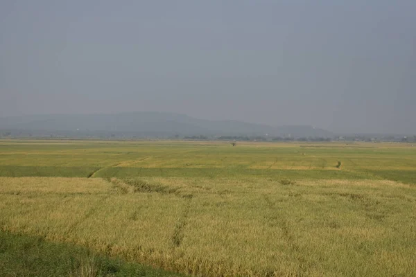 Tierra Verde Agricultura India Con Vista Fondo — Foto de Stock