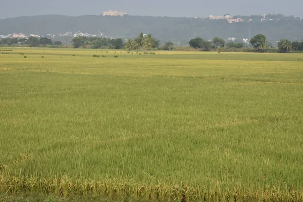 Terres Verdoyantes Agricoles Indiennes Avec Vue Arrière Plan — Photo