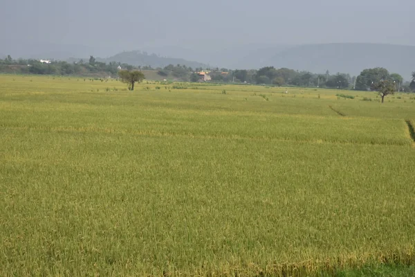 Terres Verdoyantes Agricoles Indiennes Avec Vue Arrière Plan — Photo