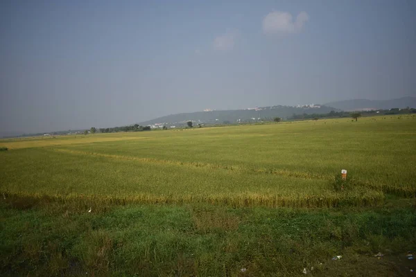 Terres Verdoyantes Agricoles Indiennes Avec Vue Arrière Plan — Photo