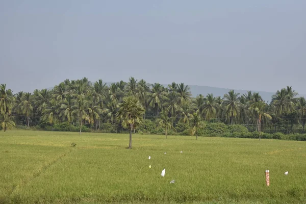 Naturlig Scen Grönska Paddy Gård Med Kokosnötsträd Plantering Bakgrunden Ser — Stockfoto