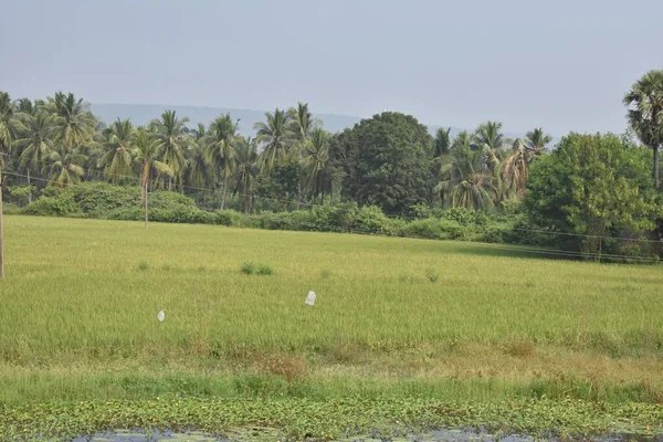 Scène Naturelle Verdure Paddy Ferme Avec Plantation Cocotiers Arrière Plan — Photo