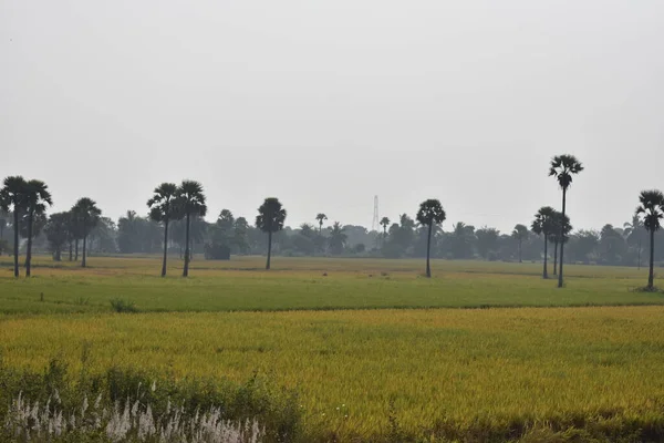 Awesome View Palm Trees Indian Paddy Farm — Stock Photo, Image