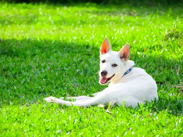 Beyaz köpekler sevimli ve parlak, çimlerin üzerinde yatıyorlar..