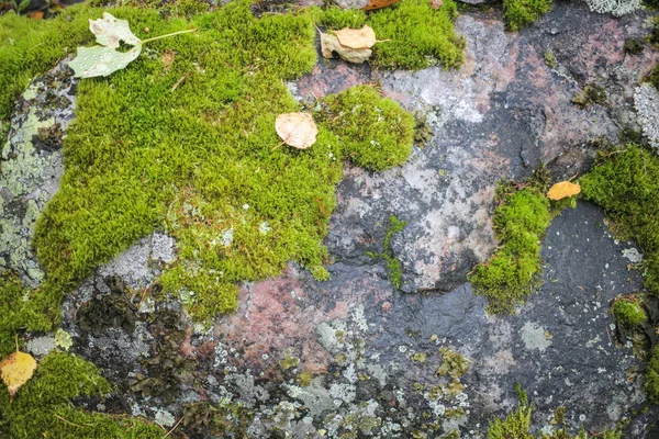 Moos Auf Den Felsen Hintergrund — Stockfoto