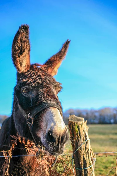 Cabeza Burro Divertido Cielo Azul Cerca — Foto de Stock