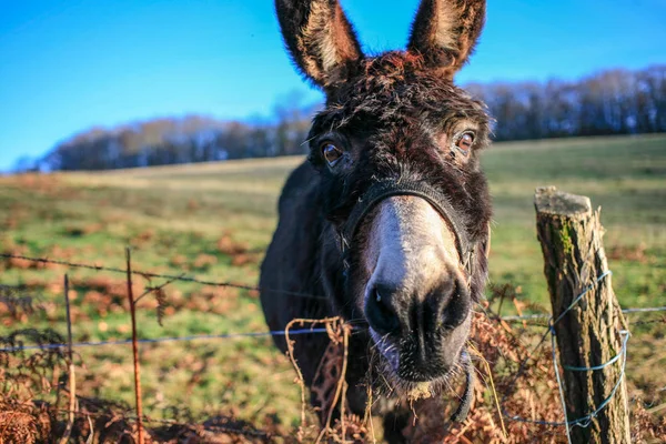 Cabeza Burro Divertido Cielo Azul Cerca —  Fotos de Stock