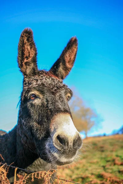 Head of funny donkey at blue sky close up