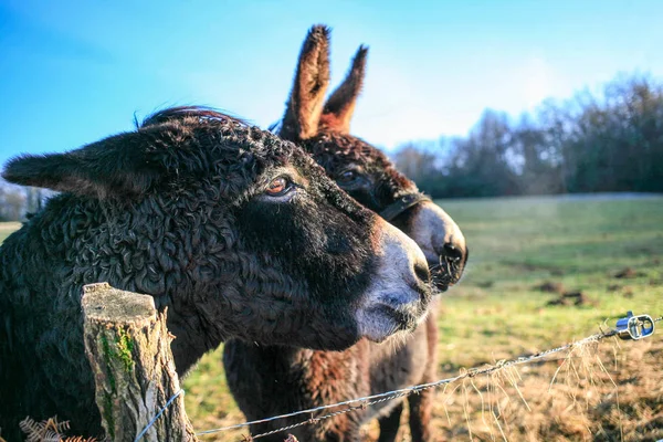 Esel Bauernhof Tier Braun Farbe Nahaufnahme Niedlich Lustige Haustiere — Stockfoto