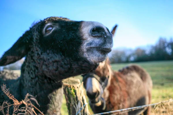 Ezels Landbouwhuisdieren Bruin Kleur Close Leuke Grappige Huisdieren — Stockfoto