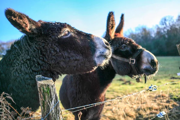 Burros Granja Animal Color Marrón Cerca Lindo Divertido Mascotas —  Fotos de Stock