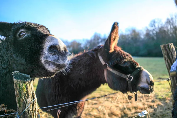 Burros Granja Animal Color Marrón Cerca Lindo Divertido Mascotas — Foto de Stock