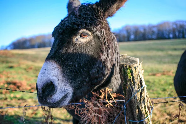 Esel Bauernhof Tier Braun Farbe Nahaufnahme Niedlich Lustige Haustiere — Stockfoto