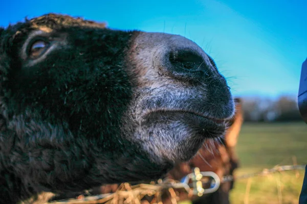 Head Funny Donkey Blue Sky Close — Stock Photo, Image