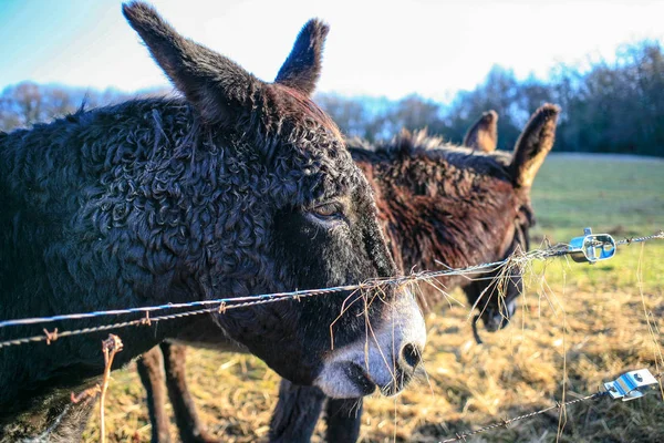 ロバ家畜茶色色をクローズ アップかわいい面白いペット — ストック写真