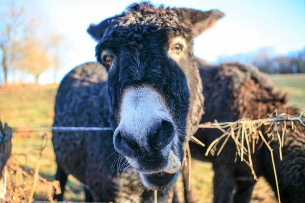 Donkeys Farm Animal Brown Colour Close Cute Funny Pets — Stock Photo, Image