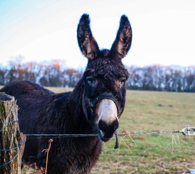 Eşek çiftlik hayvan kahverengi renk kapatmak kadar şirin komik hayvanlar