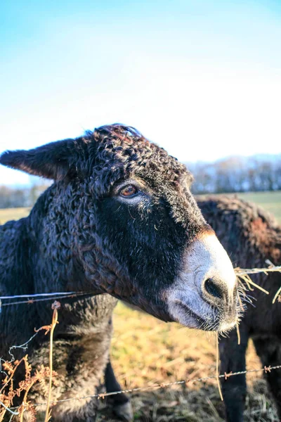 Asini Farm Animale Marrone Colore Vicino Simpatici Animaletti Divertenti — Foto Stock