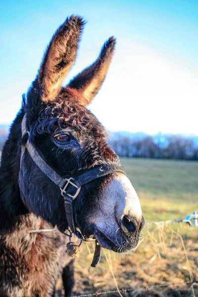 Burros Granja Animal Color Marrón Cerca Lindo Divertido Mascotas — Foto de Stock