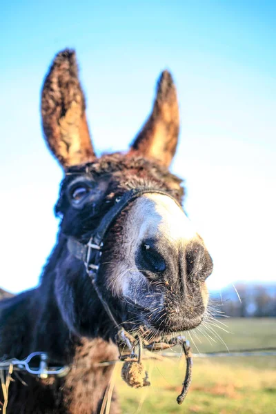 Cabeza Burro Divertido Cielo Azul Cerca — Foto de Stock