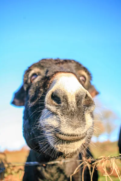 Head Funny Donkey Blue Sky Close — Stock Photo, Image