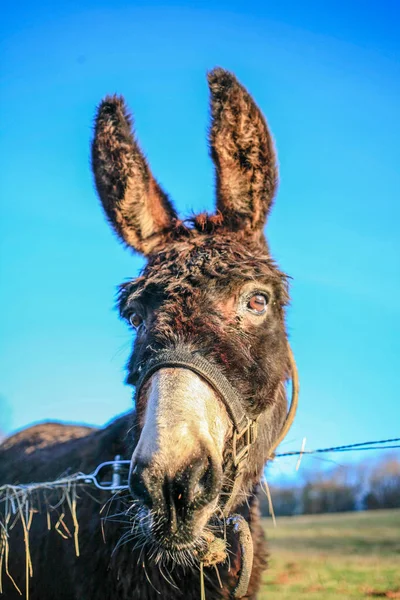 Cabeza Burro Divertido Cielo Azul Cerca — Foto de Stock