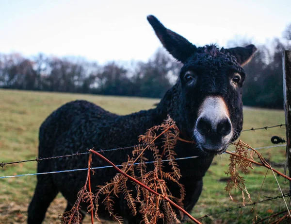 Asini Farm Animale Marrone Colore Vicino Simpatici Animaletti Divertenti — Foto Stock