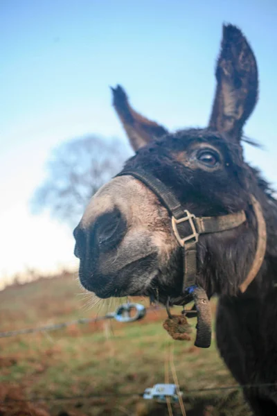 Cabeza Burro Divertido Cielo Azul Cerca — Foto de Stock