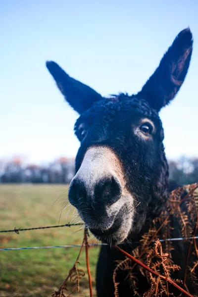 Head Funny Donkey Blue Sky Close — Stock Photo, Image