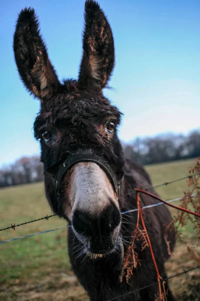 Cabeza Burro Divertido Cielo Azul Cerca — Foto de Stock