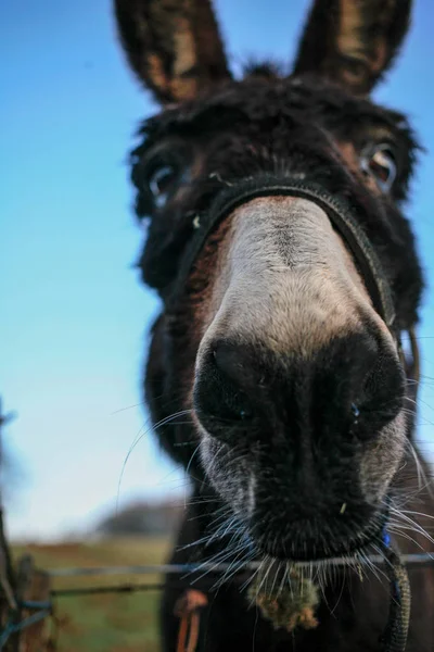 Cabeza Burro Divertido Cielo Azul Cerca — Foto de Stock