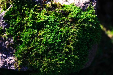 Bir taş üzerinde parlak yeşil yosun kapatmak kadar üstten görünüm
