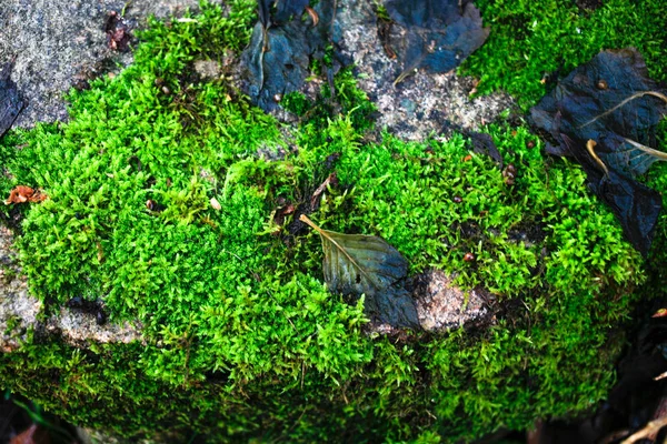 Musgo Verde Brilhante Uma Pedra Fechar Vista Superior — Fotografia de Stock