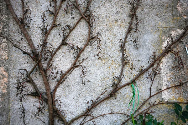 Graue Mauer Stein Textur Mit Trockenen Pflanzen Darauf — Stockfoto