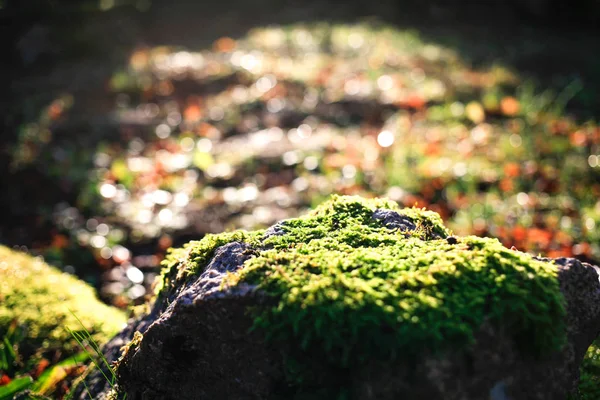 Musgo Verde Brilhante Uma Pedra Fechar Vista Lateral Com Bokeh — Fotografia de Stock