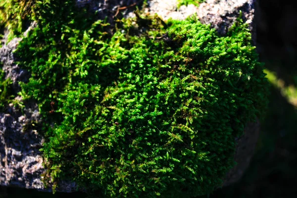 Leuchtend Grünes Moos Auf Einem Stein Nahaufnahme Von Oben — Stockfoto