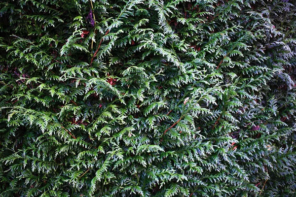 Ginepro Verde Hedge Texture Sfondi — Foto Stock