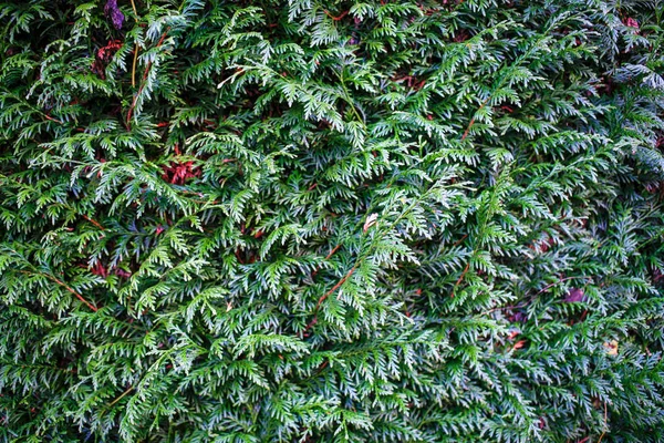 Groene Juniper Hedge Textuur Achtergronden — Stockfoto