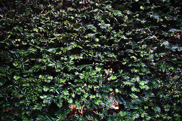 Ginepro Verde Hedge Texture Sfondi — Foto Stock