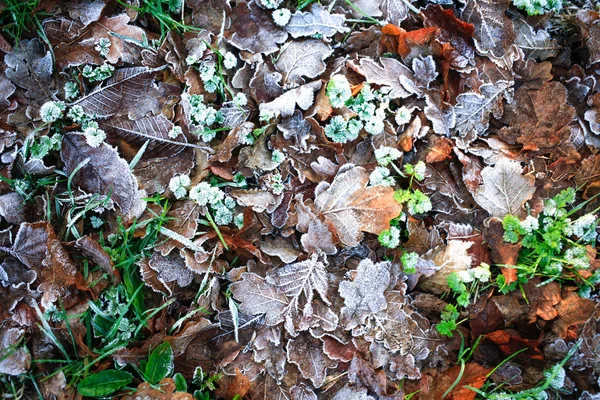 Iced Morning Winter Colorful Leaf Grass Texture Background — Stock Photo, Image