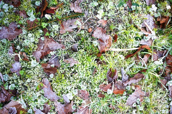 Ледяной Утром Красочный Лист Трава Текстура Фона — стоковое фото