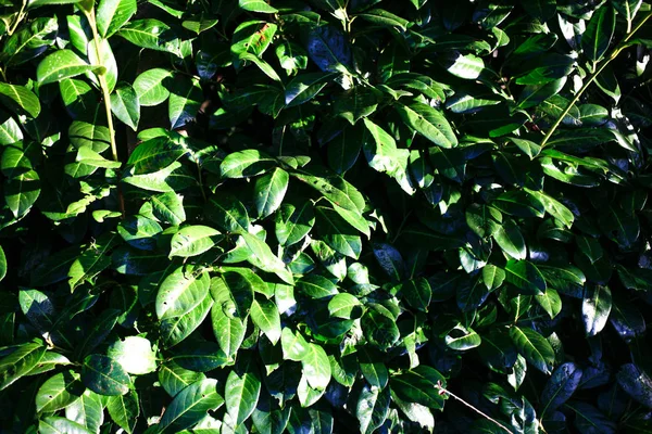 Nahaufnahme Von Grünen Blättern Textur Auf Einem Sonnigen Tag Hintergrund — Stockfoto