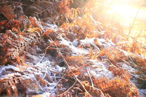 Kuru Fern Kış Renkli Yaprak Doku Arka Plan Buzlu — Stok fotoğraf
