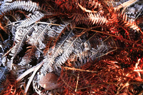 Ghiacciato Secco Felce Inverno Colorato Foglia Erba Texture Sfondo — Foto Stock