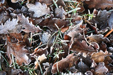 Buzlu sabah kış renkli yaprak ve ot doku arka plan