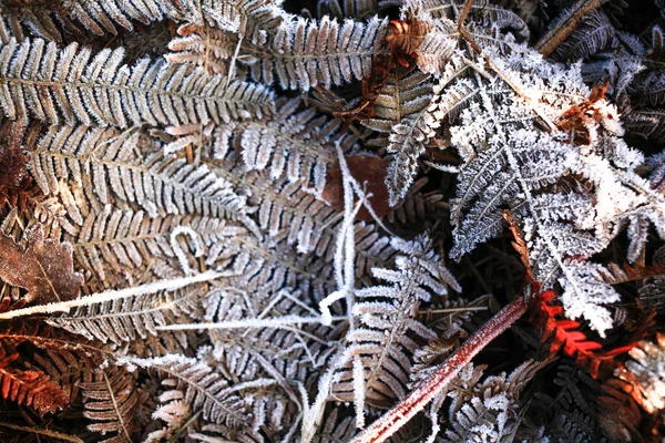 Iced Torr Ormbunke Vintern Färgglada Löv Och Gräs Textur Bakgrund — Stockfoto