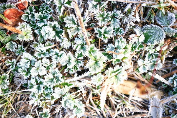 Παγωμένο Πρωί Χειμώνα Πολύχρωμα Φύλλα Και Γρασίδι Υφή Φόντου — Φωτογραφία Αρχείου