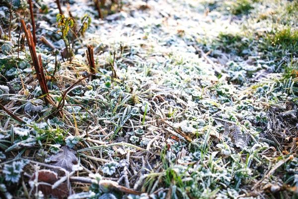 Крижаний Ранковий Зимовий Барвистий Фон Текстури Листя Трави — стокове фото